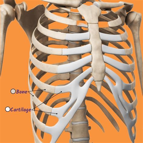 how many ribs in rib cage|Rib cage .